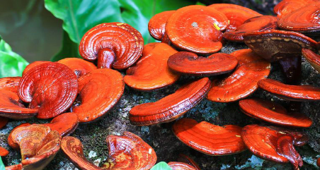 Découvrez la Puissance Naturelle avec RG Ganoderma Lucidum de DXN