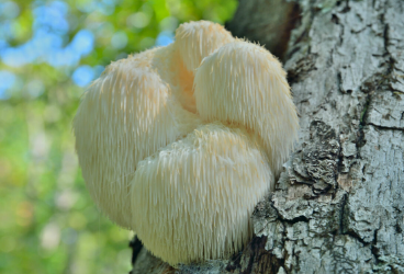 Le Mystère Révélé : Le Champignon de la Crinière du Lion de DXN